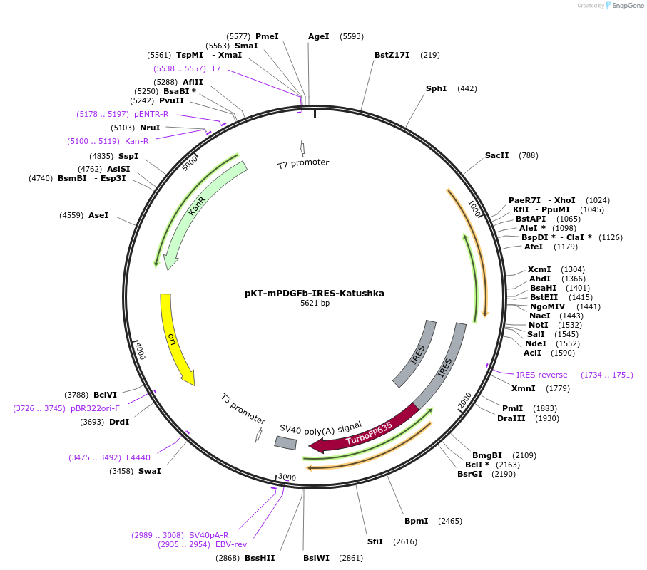 133082-plasmid-map-sequence-id-261113
