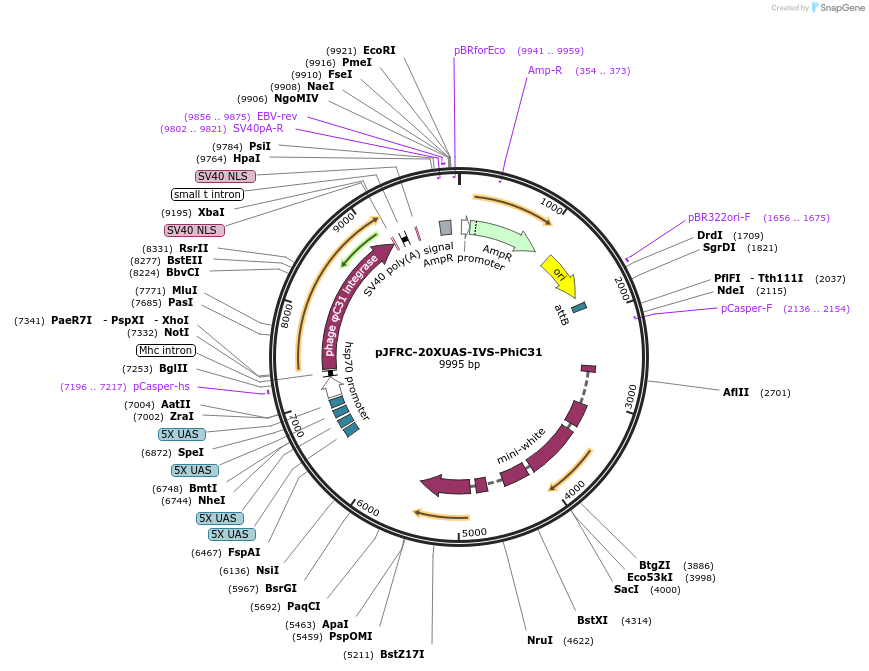 133565-plasmid-map-sequence-id-261124