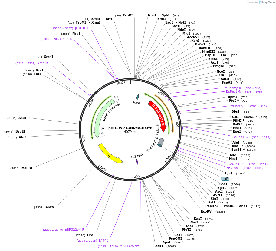 133559-plasmid-map-sequence-id-261127
