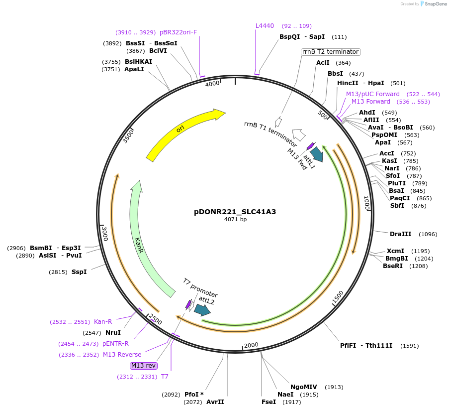 132166-plasmid-map-sequence-id-261131