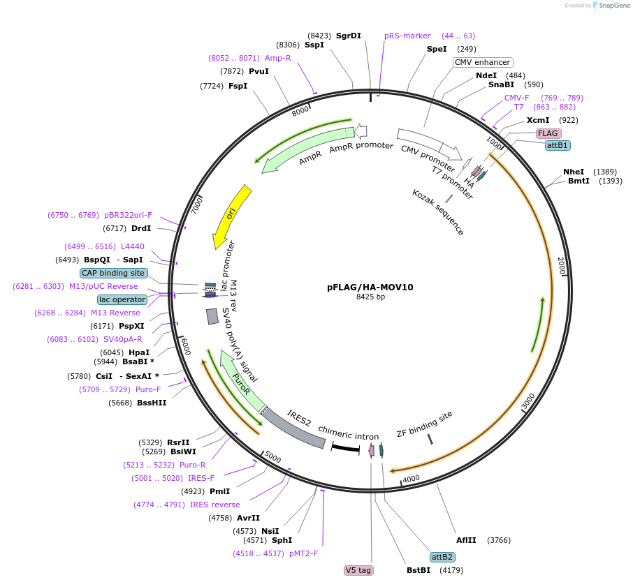 10976-plasmid-map-sequence-id-261132
