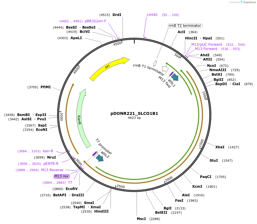 132188-plasmid-map-sequence-id-261144