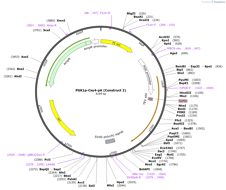 55196-plasmid-map-sequence-id-261145