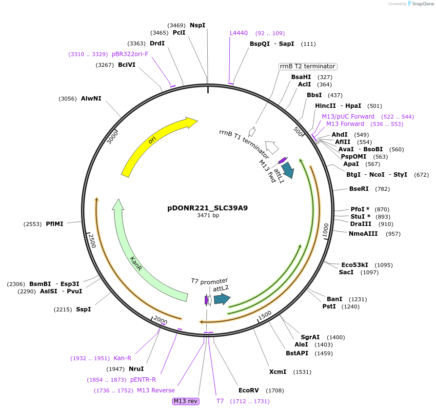 132189-plasmid-map-sequence-id-261146