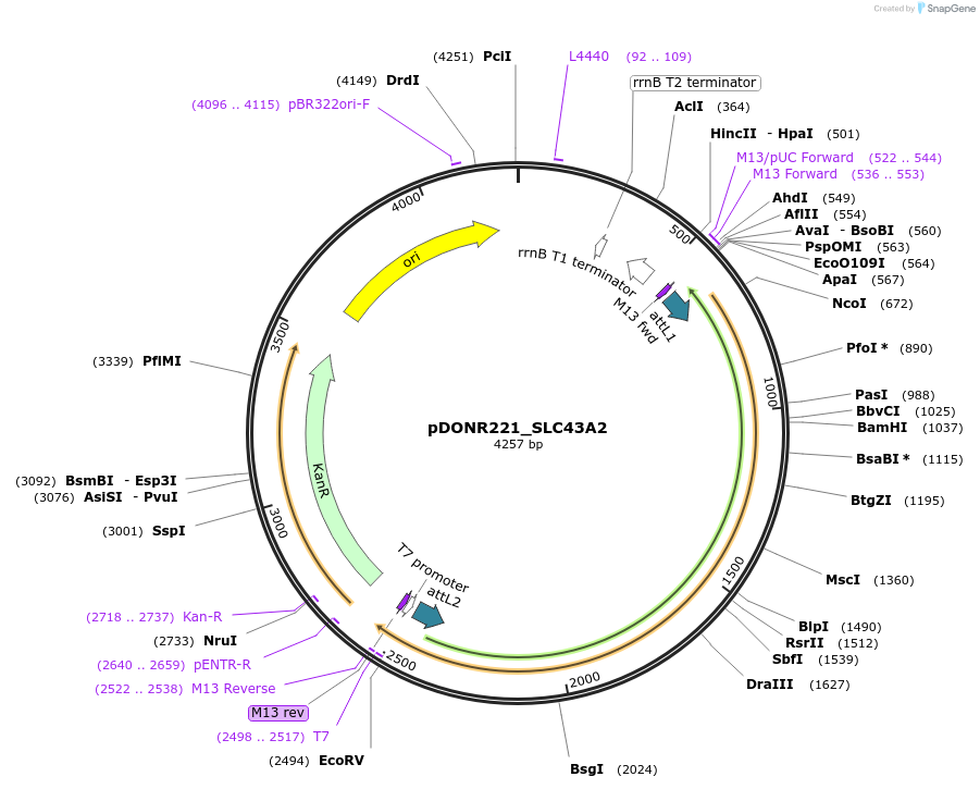132190-plasmid-map-sequence-id-261147