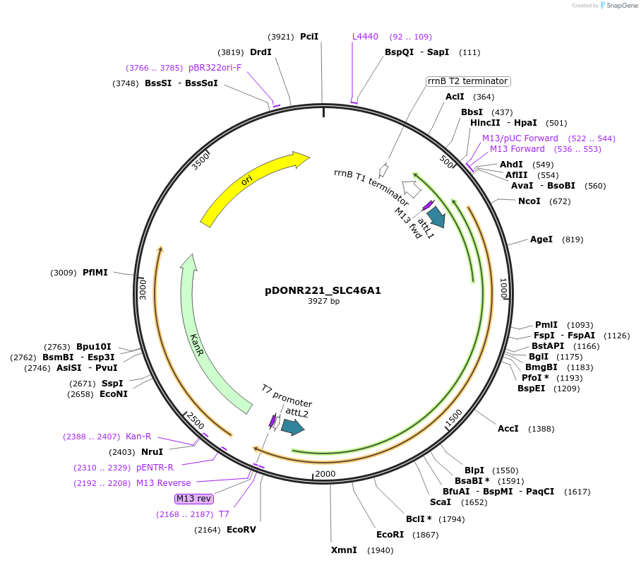 132191-plasmid-map-sequence-id-261148