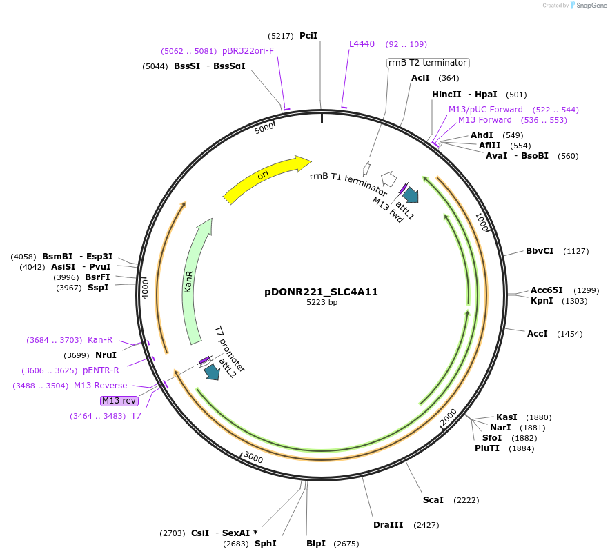 132192-plasmid-map-sequence-id-261149