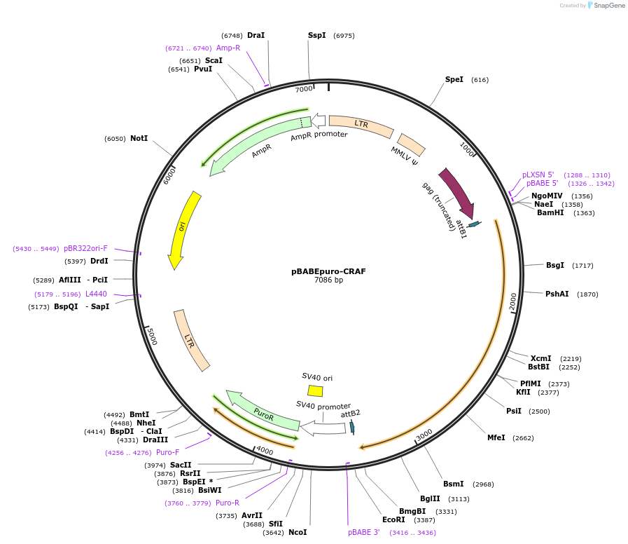 51124-plasmid-map-sequence-id-261155