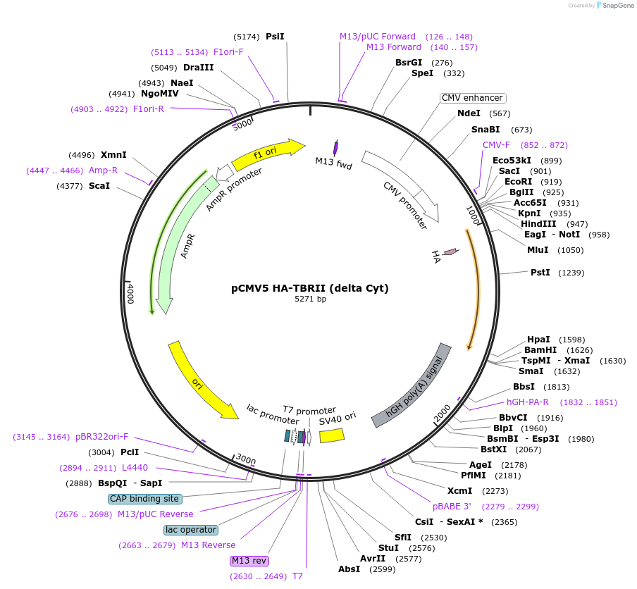 14051-plasmid-map-sequence-id-261161