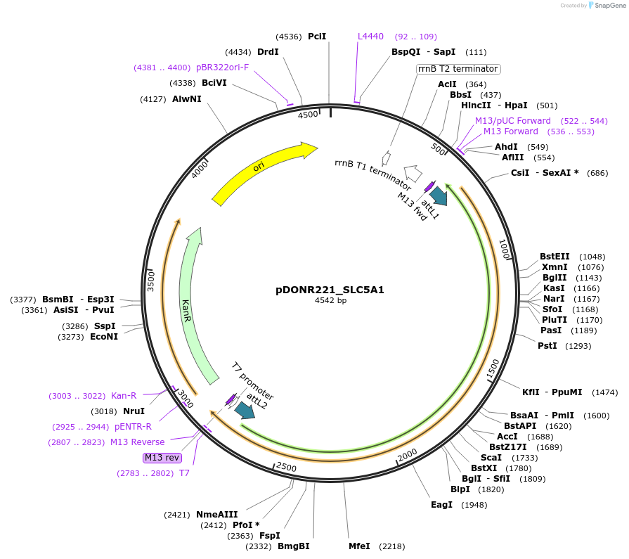 132193-plasmid-map-sequence-id-261162