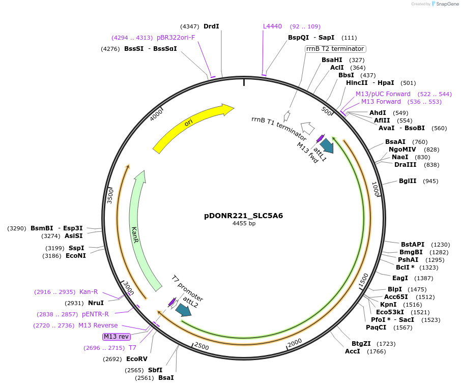 132194-plasmid-map-sequence-id-261163