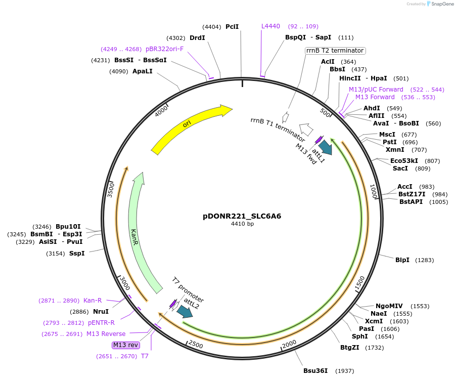 132196-plasmid-map-sequence-id-261166