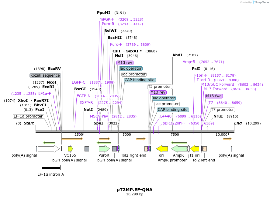 261167_map