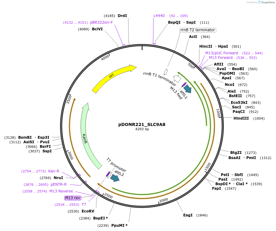 132199-plasmid-map-sequence-id-261171
