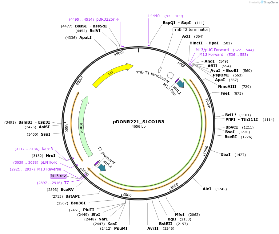 132200-plasmid-map-sequence-id-261173