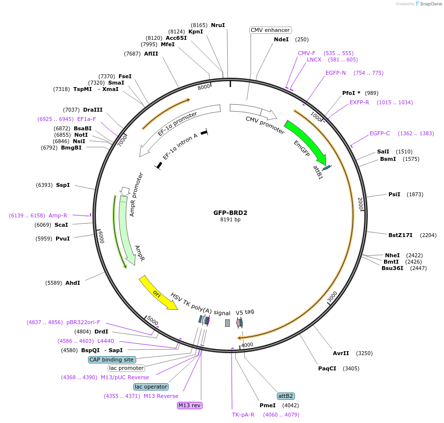 65376-plasmid-map-sequence-id-261178