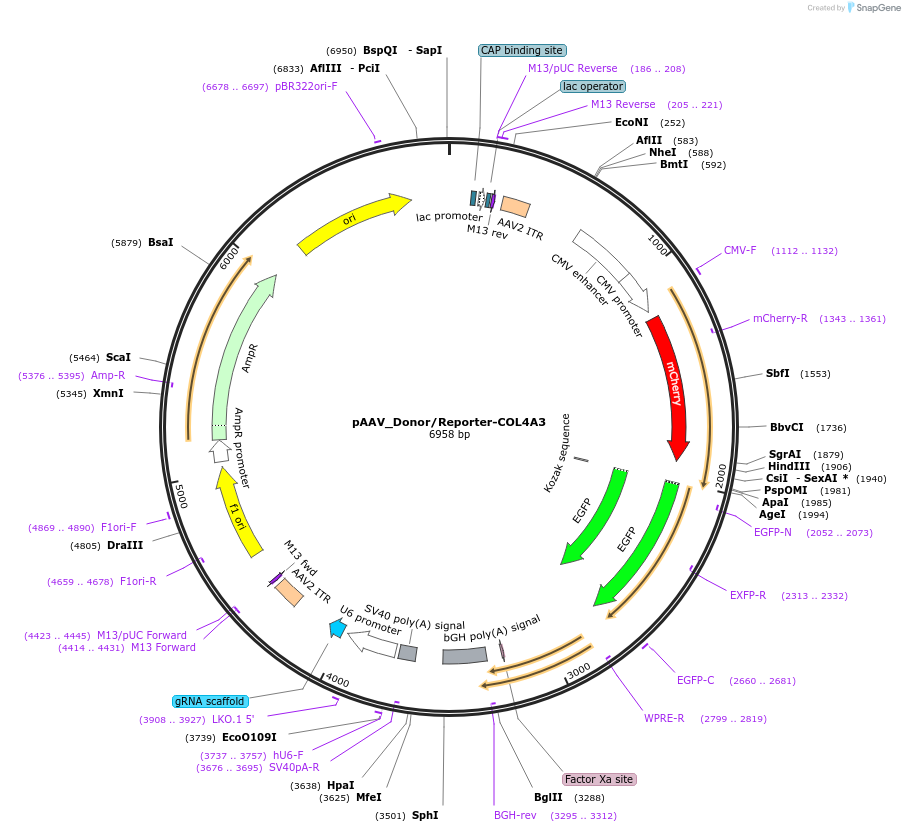 130279-plasmid-map-sequence-id-261181