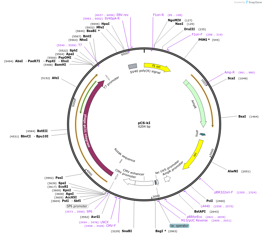 51553-plasmid-map-sequence-id-261191
