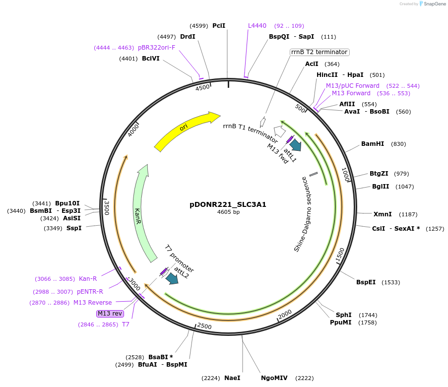 132201-plasmid-map-sequence-id-261195