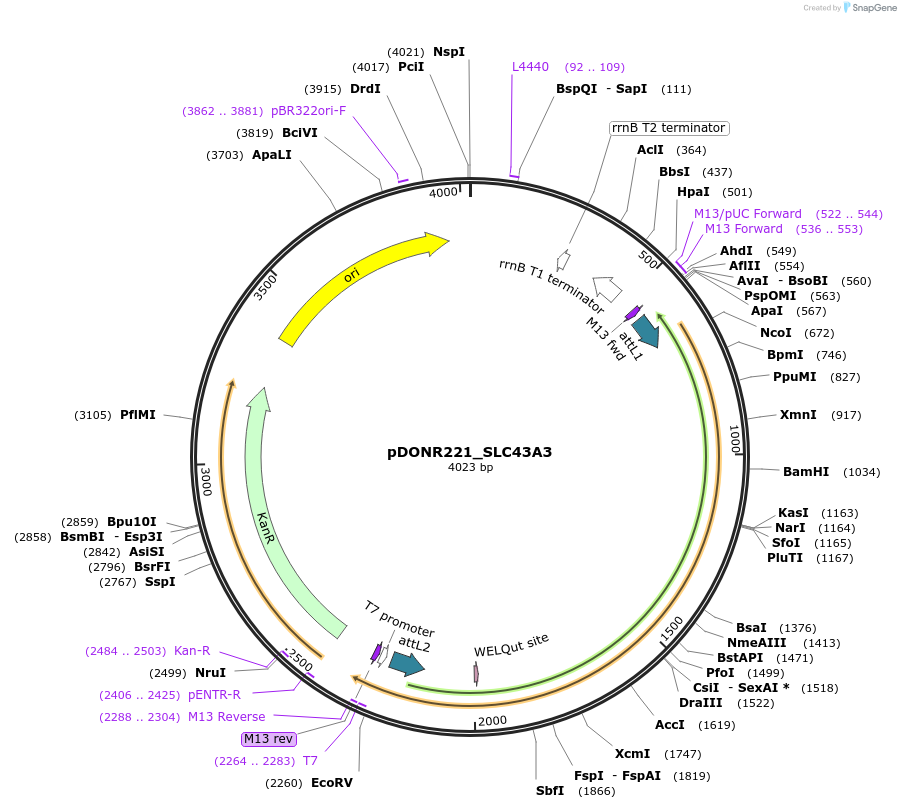 132202-plasmid-map-sequence-id-261196