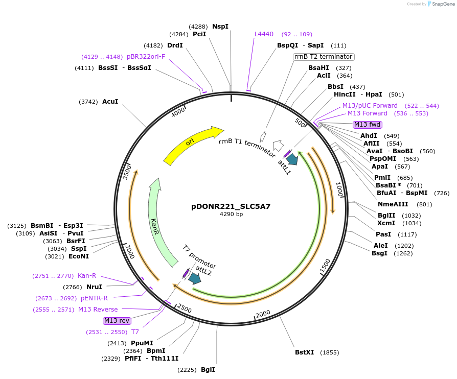 132206-plasmid-map-sequence-id-261200