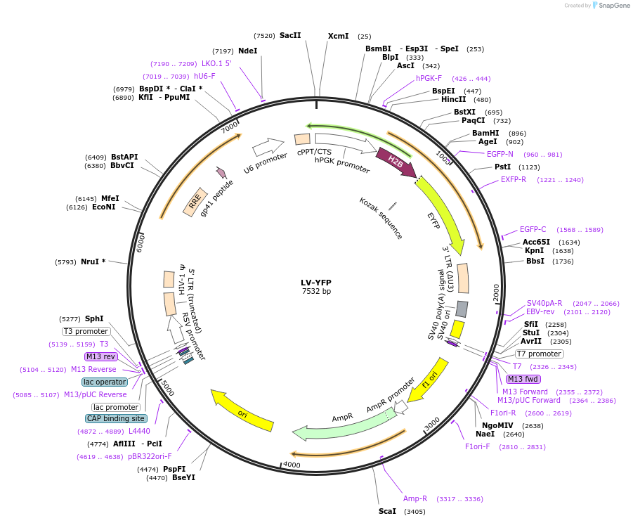 26000-plasmid-map-sequence-id-261202
