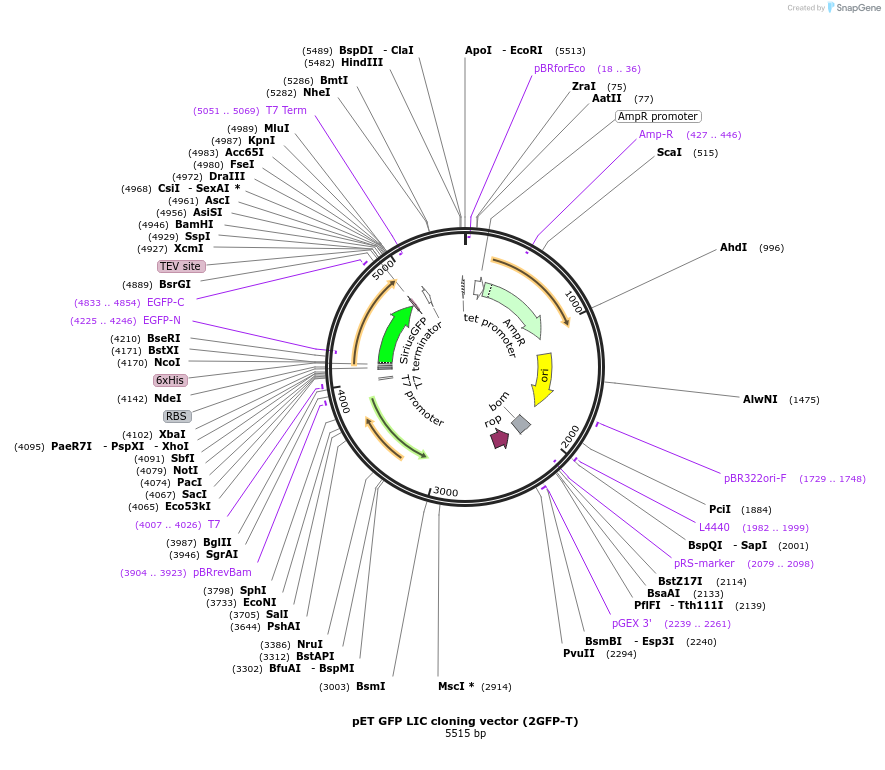 29716-plasmid-map-sequence-id-261209