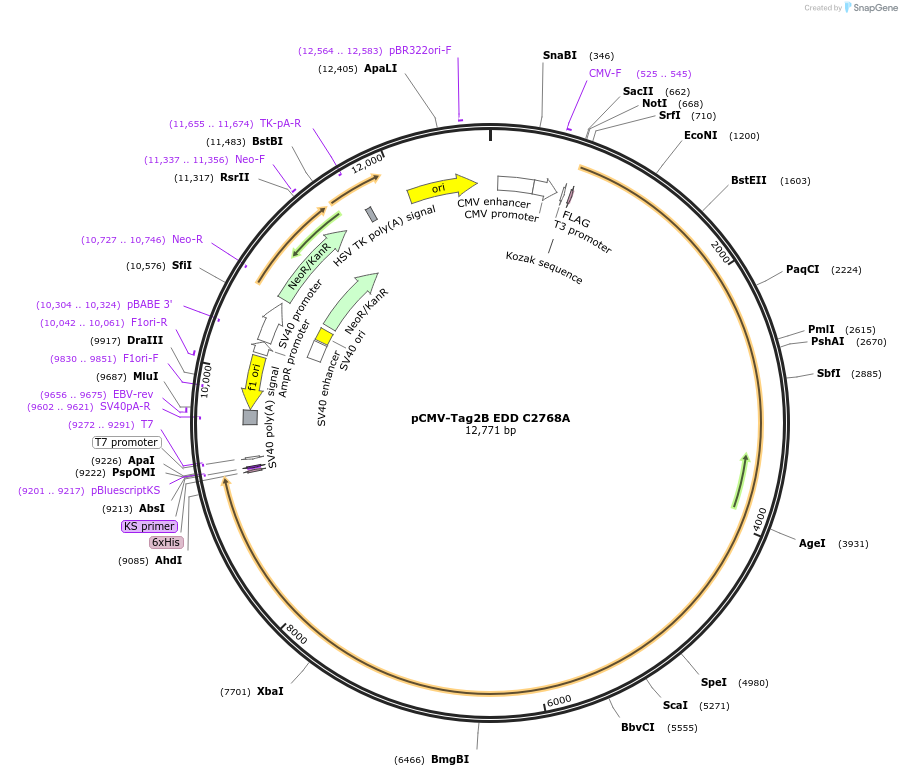 37189-plasmid-map-sequence-id-261219