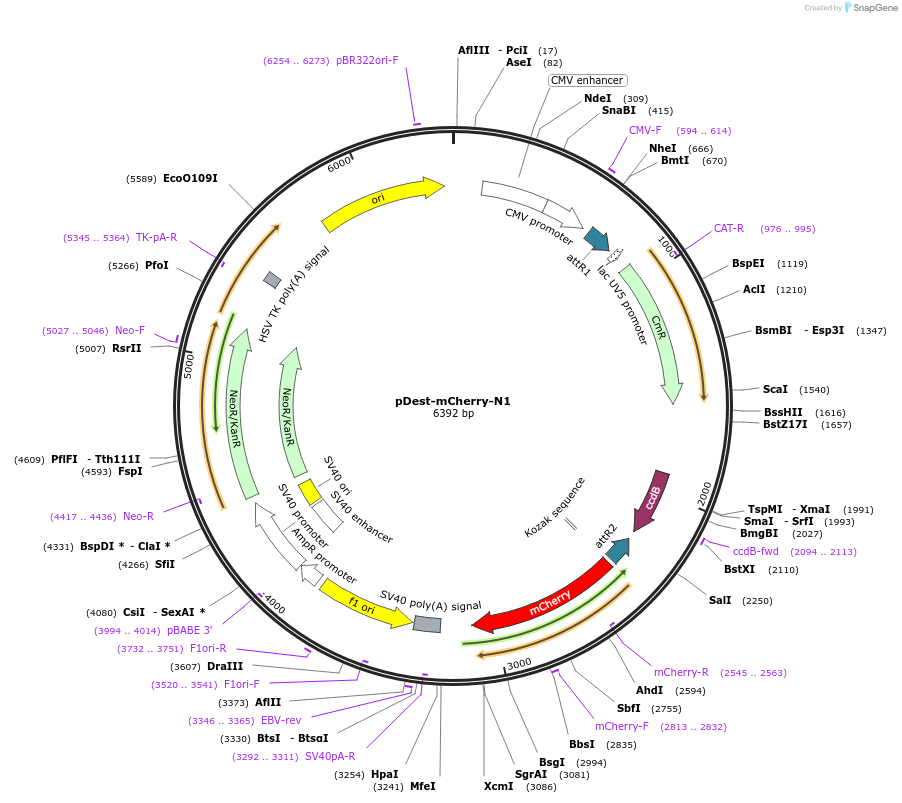 31907-plasmid-map-sequence-id-261235