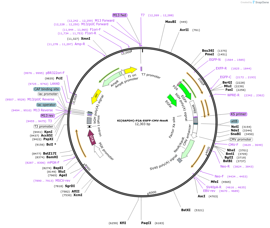 114009-plasmid-map-sequence-id-261238