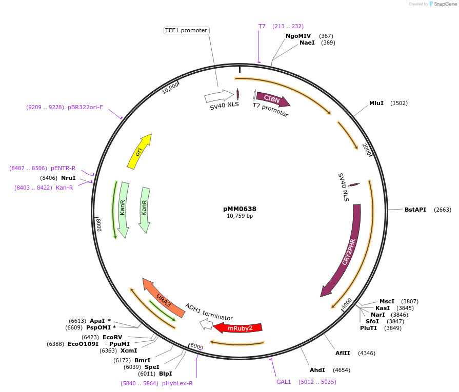 129005-plasmid-map-sequence-id-261246