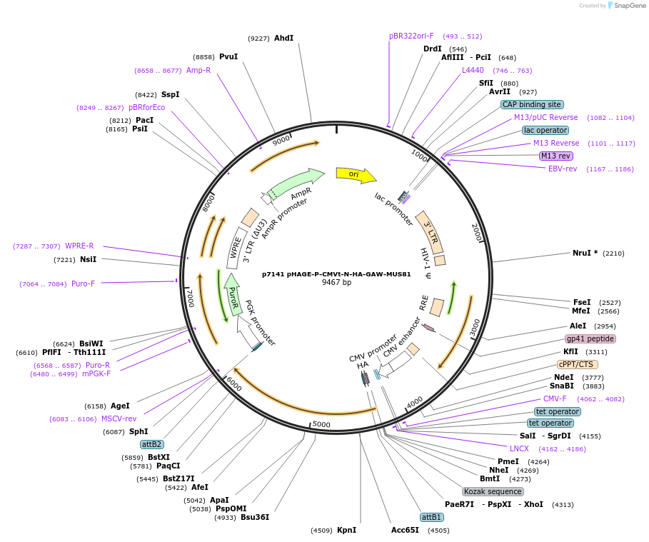 100157-plasmid-map-sequence-id-261283