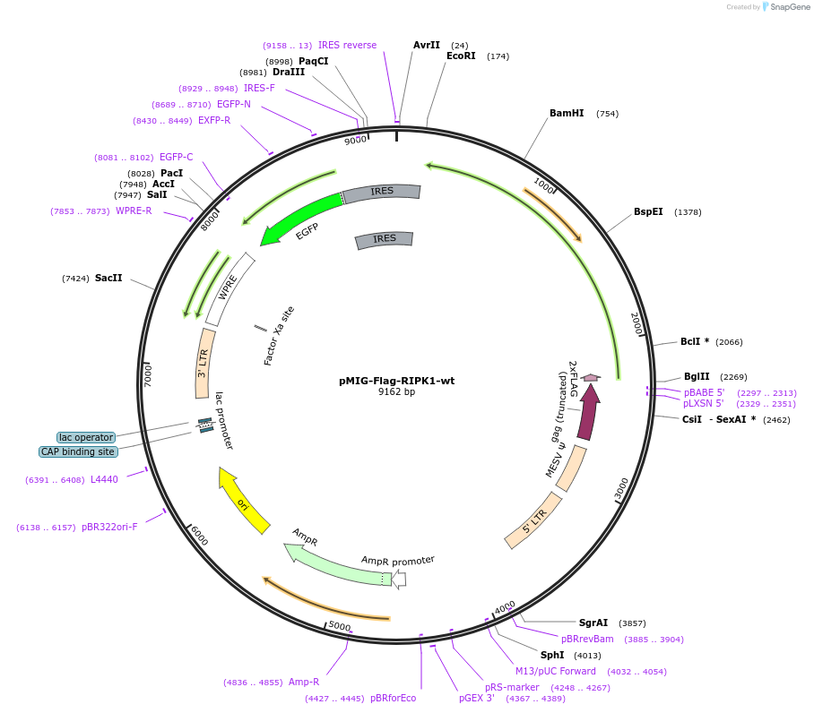 102677-plasmid-map-sequence-id-261301