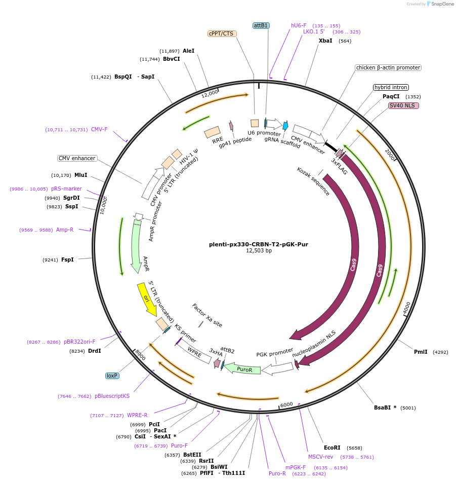 107383-plasmid-map-sequence-id-261312