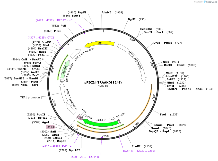 130672-plasmid-map-sequence-id-261313
