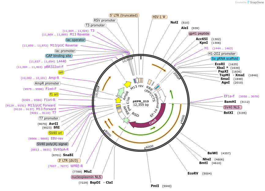 133456-plasmid-map-sequence-id-261338