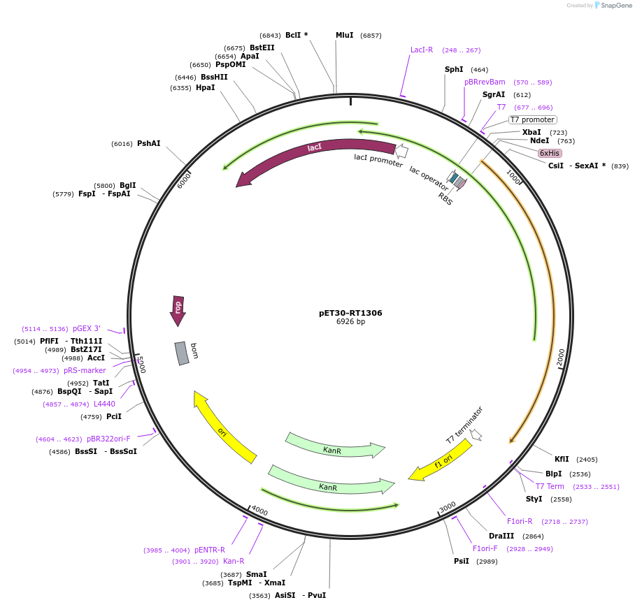 131521-plasmid-map-sequence-id-261341