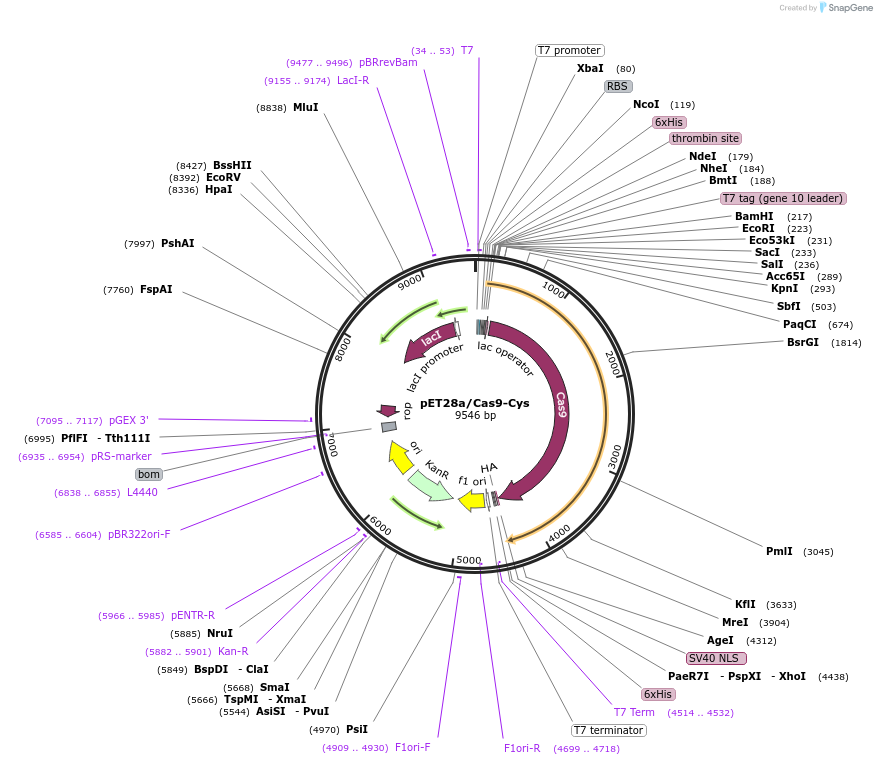 53261-plasmid-map-sequence-id-261354