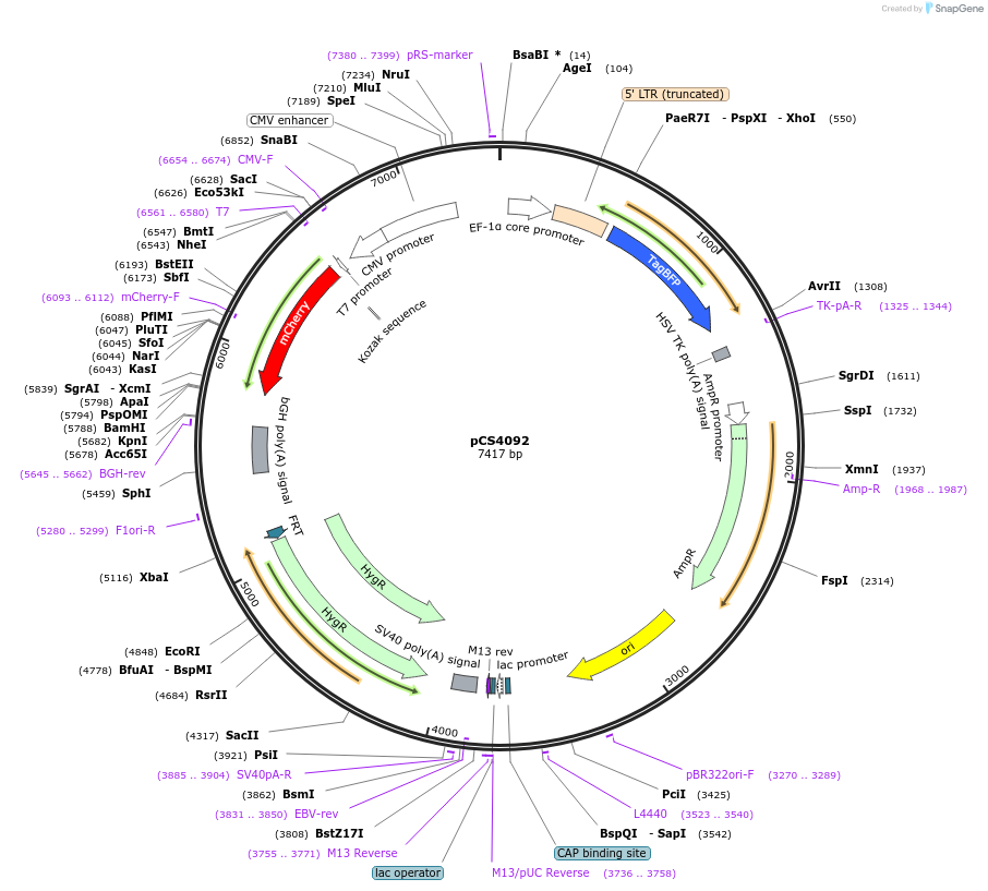 131741-plasmid-map-sequence-id-261389