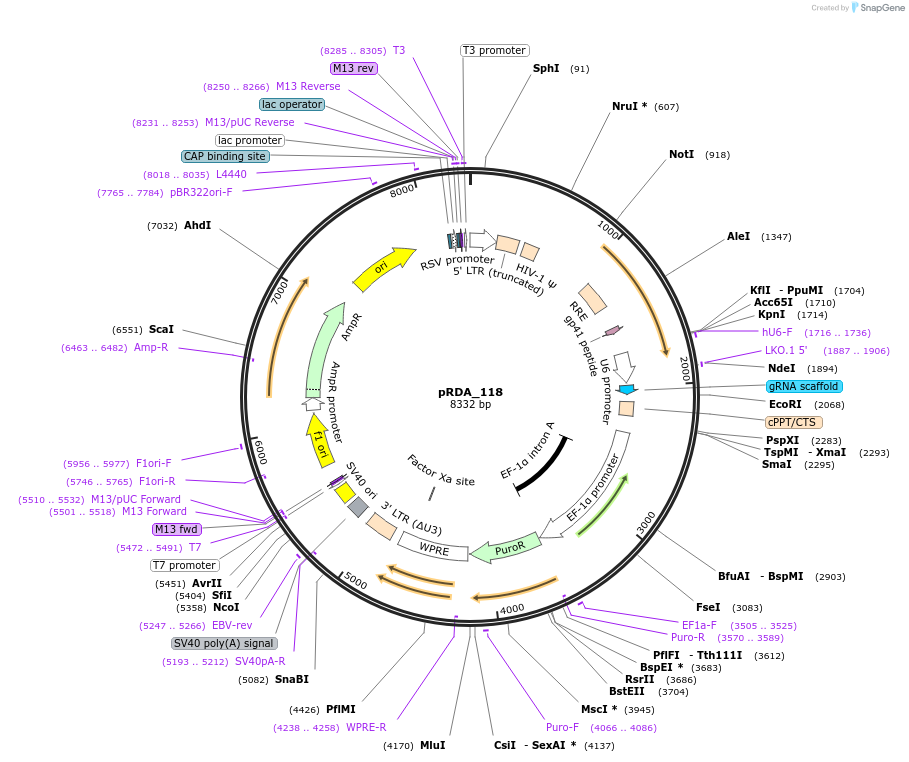 133459-plasmid-map-sequence-id-261403
