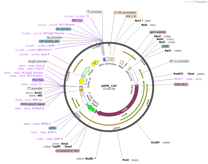 133461-plasmid-map-sequence-id-261405