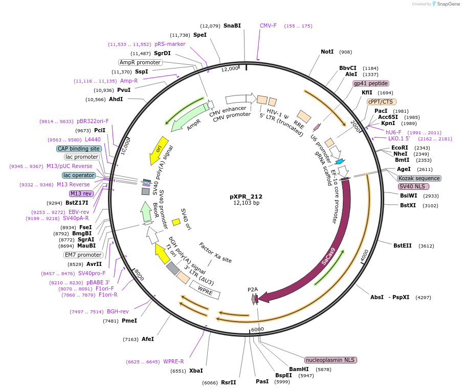 133457-plasmid-map-sequence-id-261407