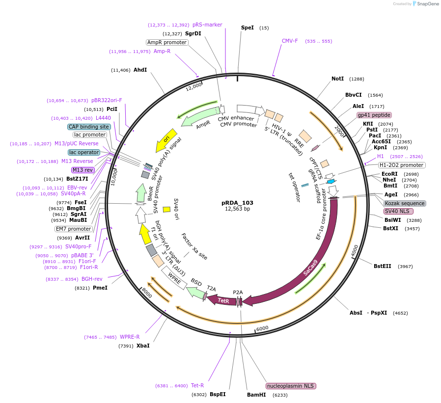 133460-plasmid-map-sequence-id-261409