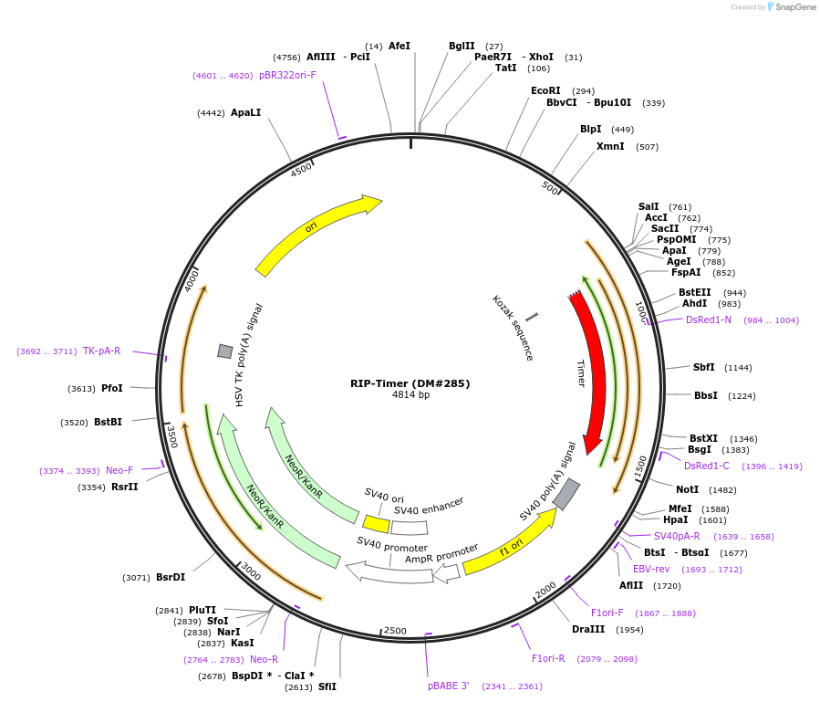 15109-plasmid-map-sequence-id-261411
