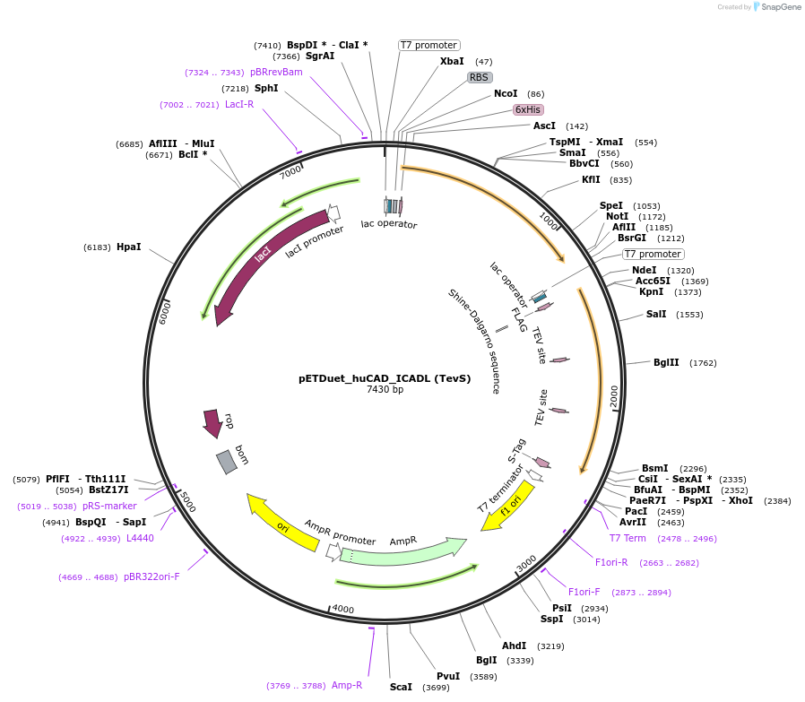 100098-plasmid-map-sequence-id-261413