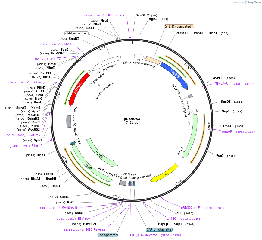 131739-plasmid-map-sequence-id-261419