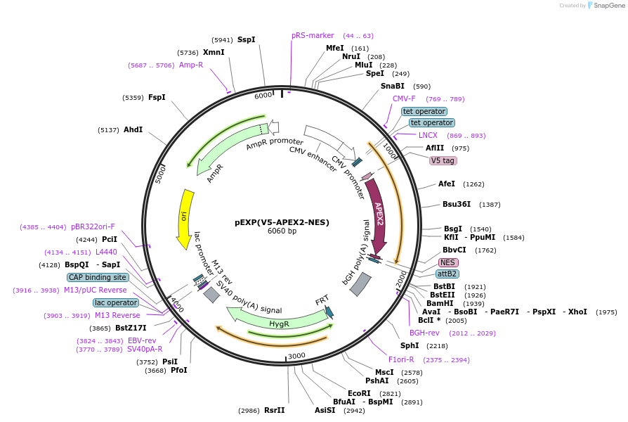 107596-plasmid-map-sequence-id-261421