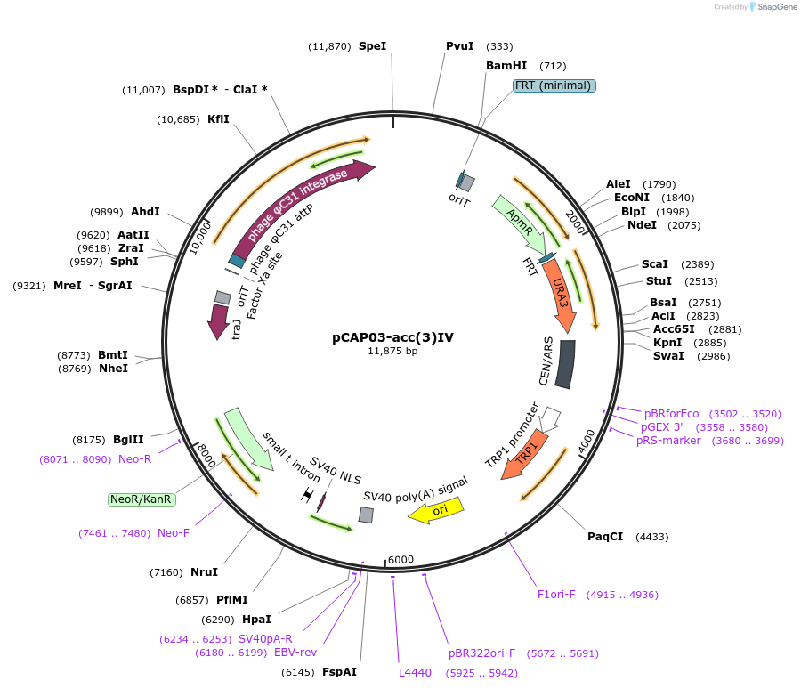 69862-plasmid-map-sequence-id-261423