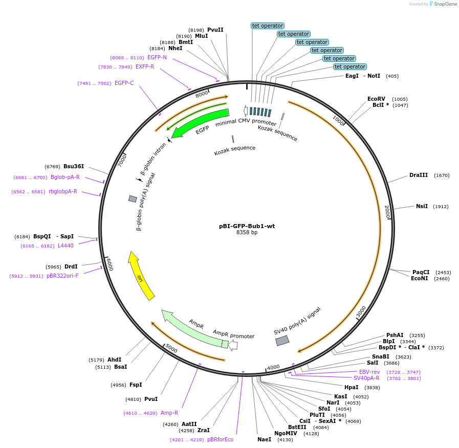 16624-plasmid-map-sequence-id-261428