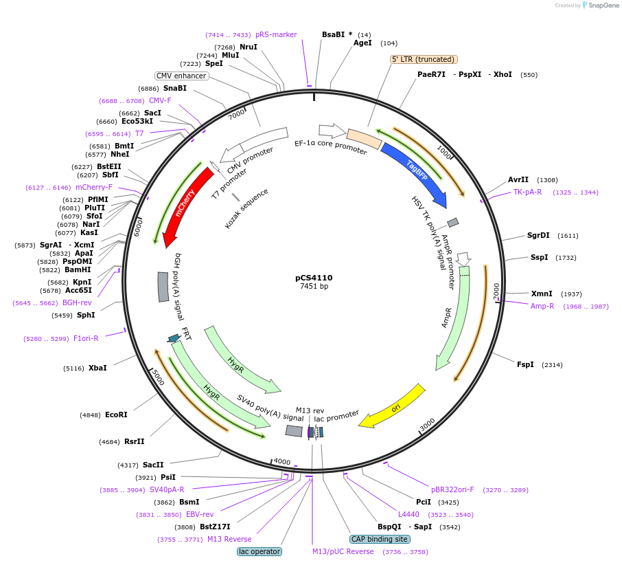 131743-plasmid-map-sequence-id-261430
